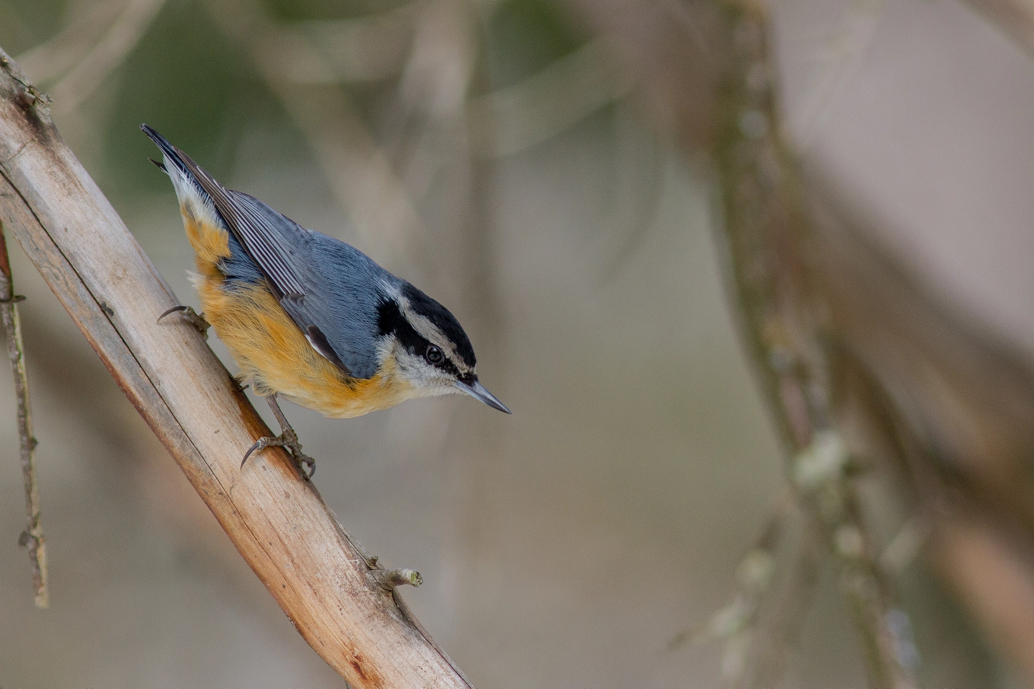 Canon EOS 7D + Canon EF 300mm F4L IS USM sample photo. Sittelle à poitrine rousse - red-breasted nuthatch photography