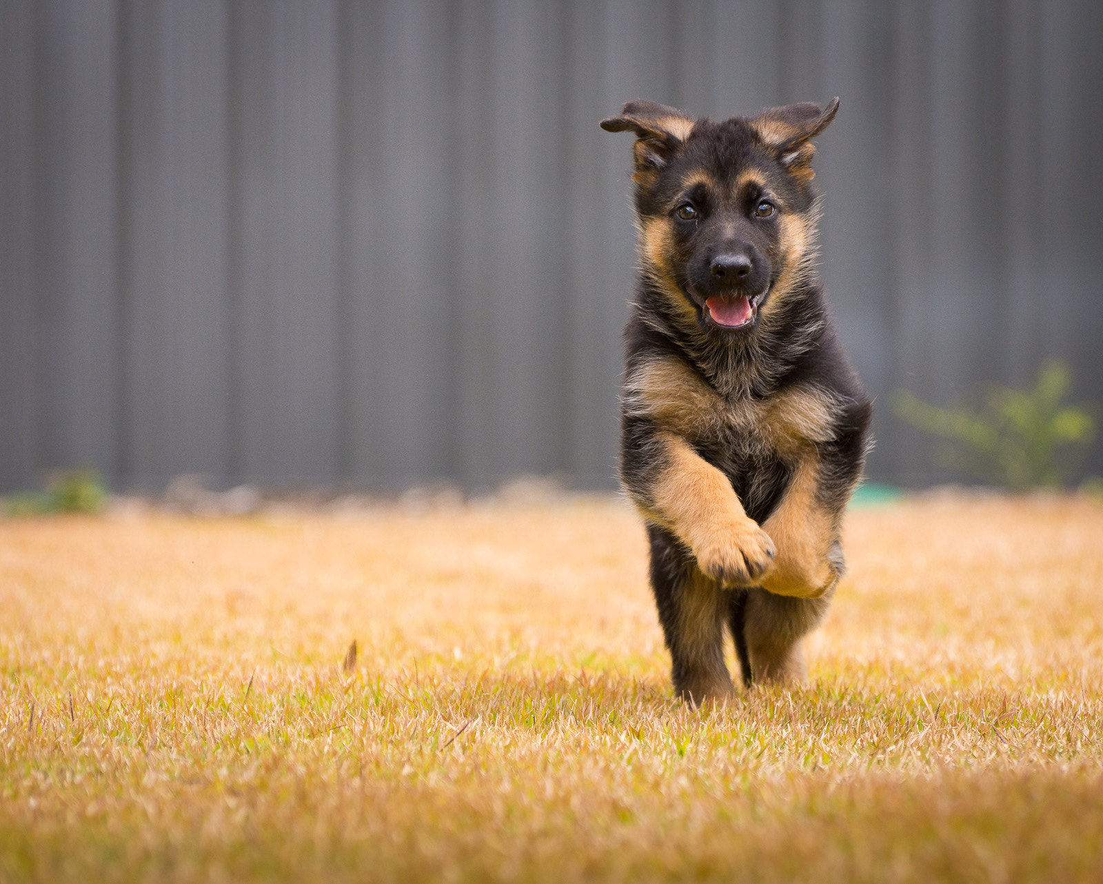 Nikon D7200 sample photo. Gsd puppy photography