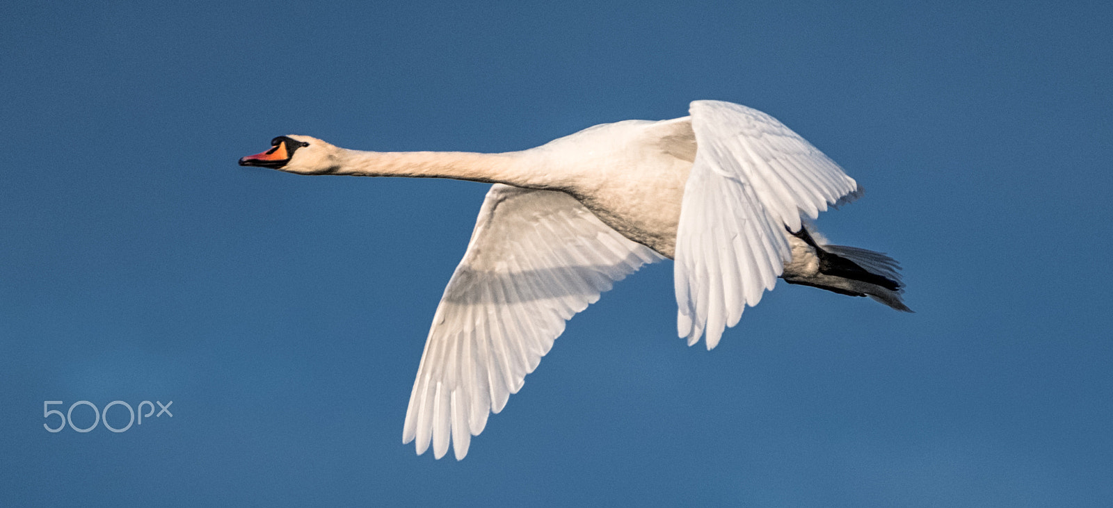 Fujifilm XF 100-400mm F4.5-5.6 R LM OIS WR sample photo. Ohio mute swan photography