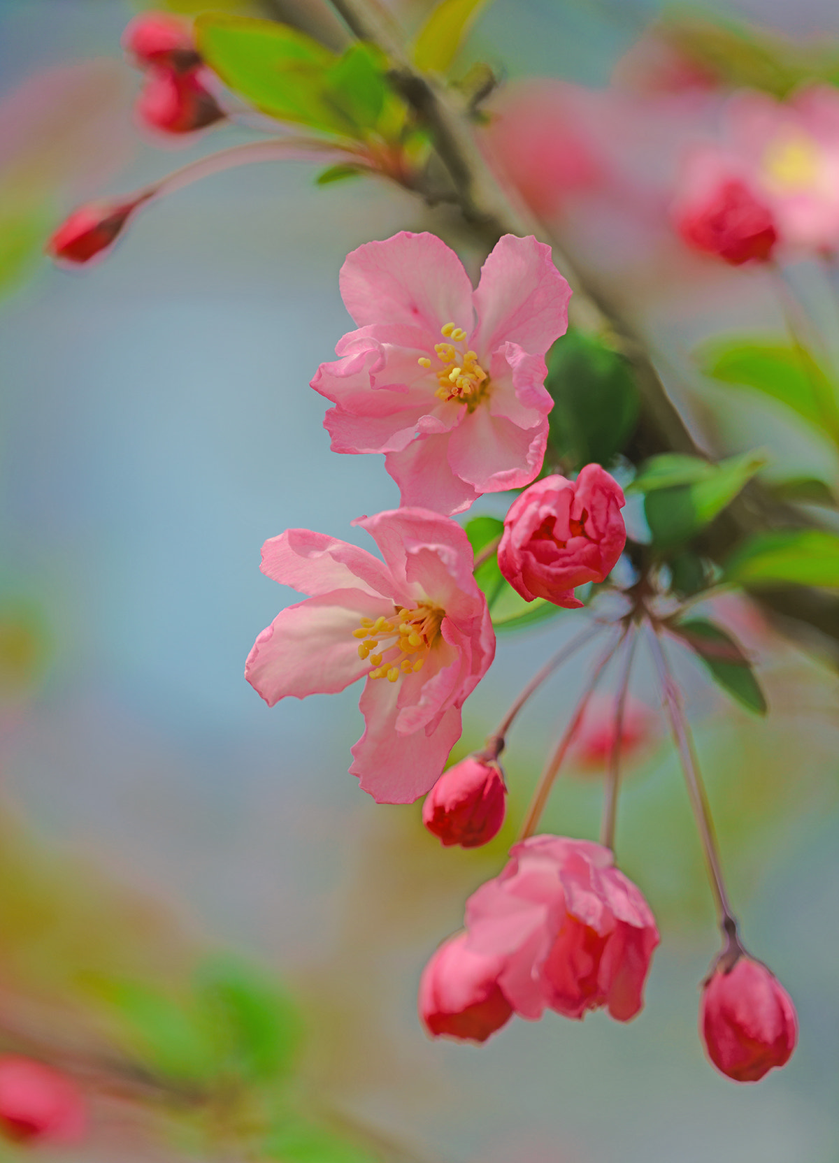Sony FE 70-300mm F4.5-5.6 G OSS sample photo. Flower photography