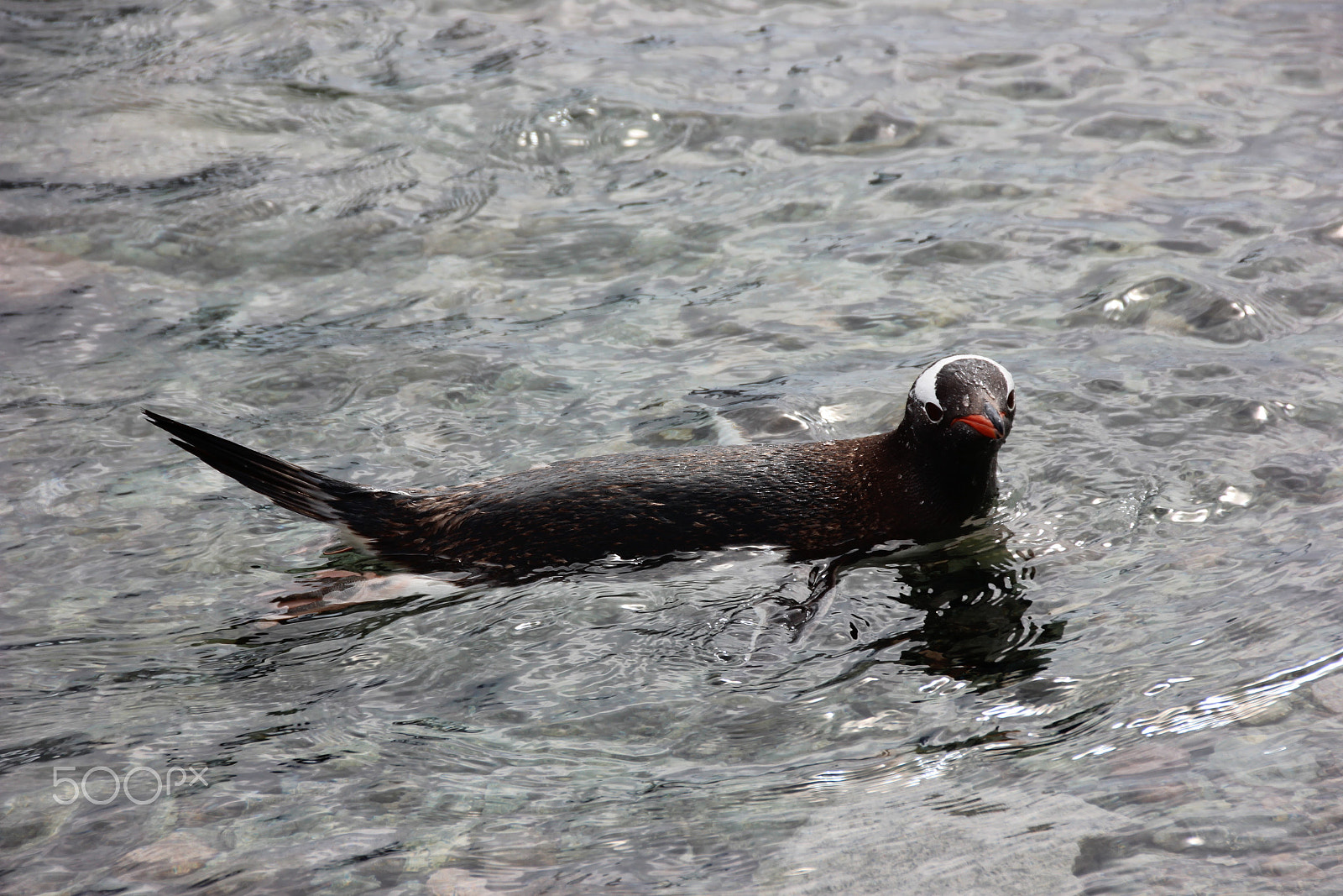 Canon EOS 600D (Rebel EOS T3i / EOS Kiss X5) + Sigma 18-250mm F3.5-6.3 DC OS HSM sample photo. Swimming penguin photography