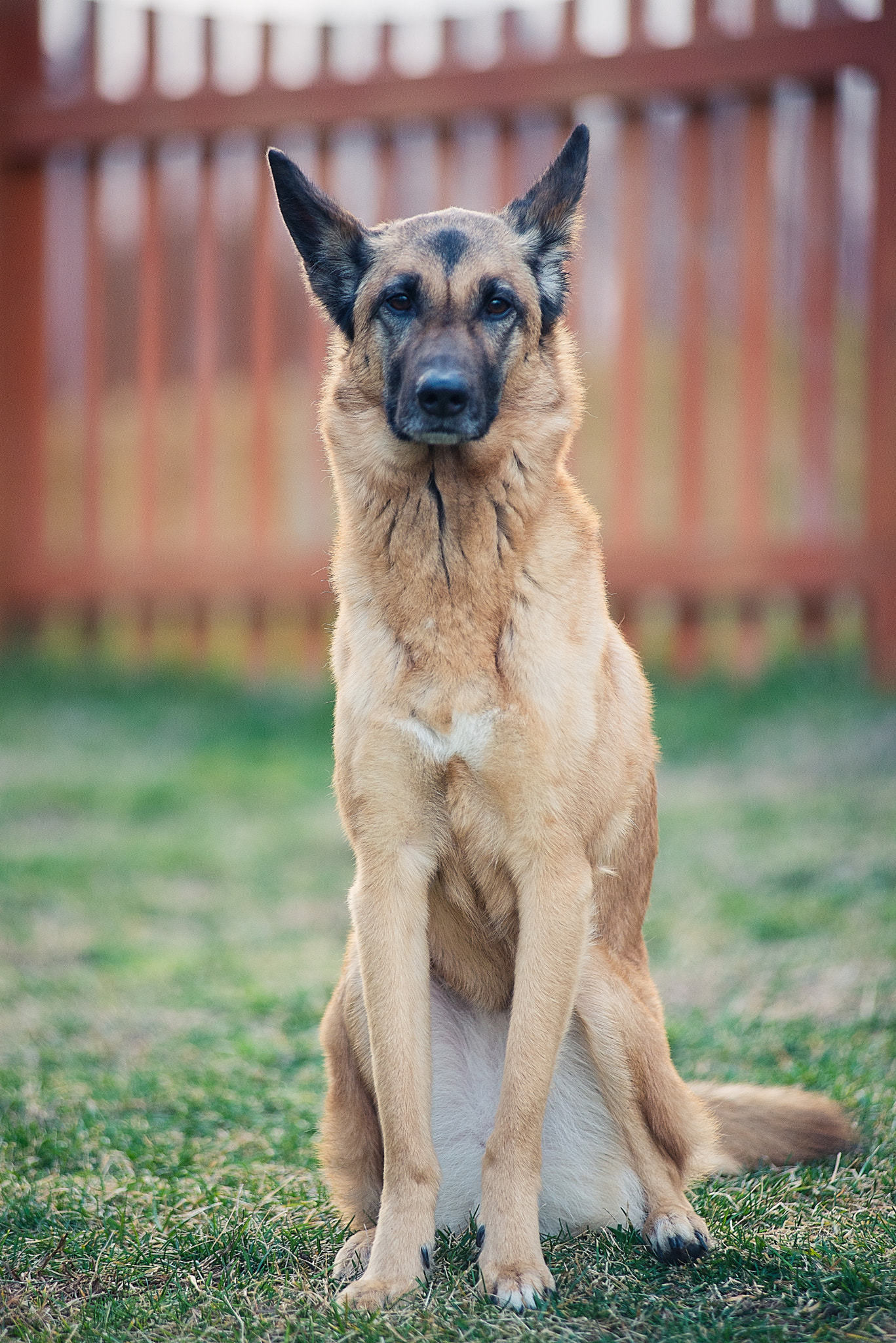 Nikon D600 + Nikon AF-Nikkor 80-200mm F2.8D ED sample photo. My pupper photography