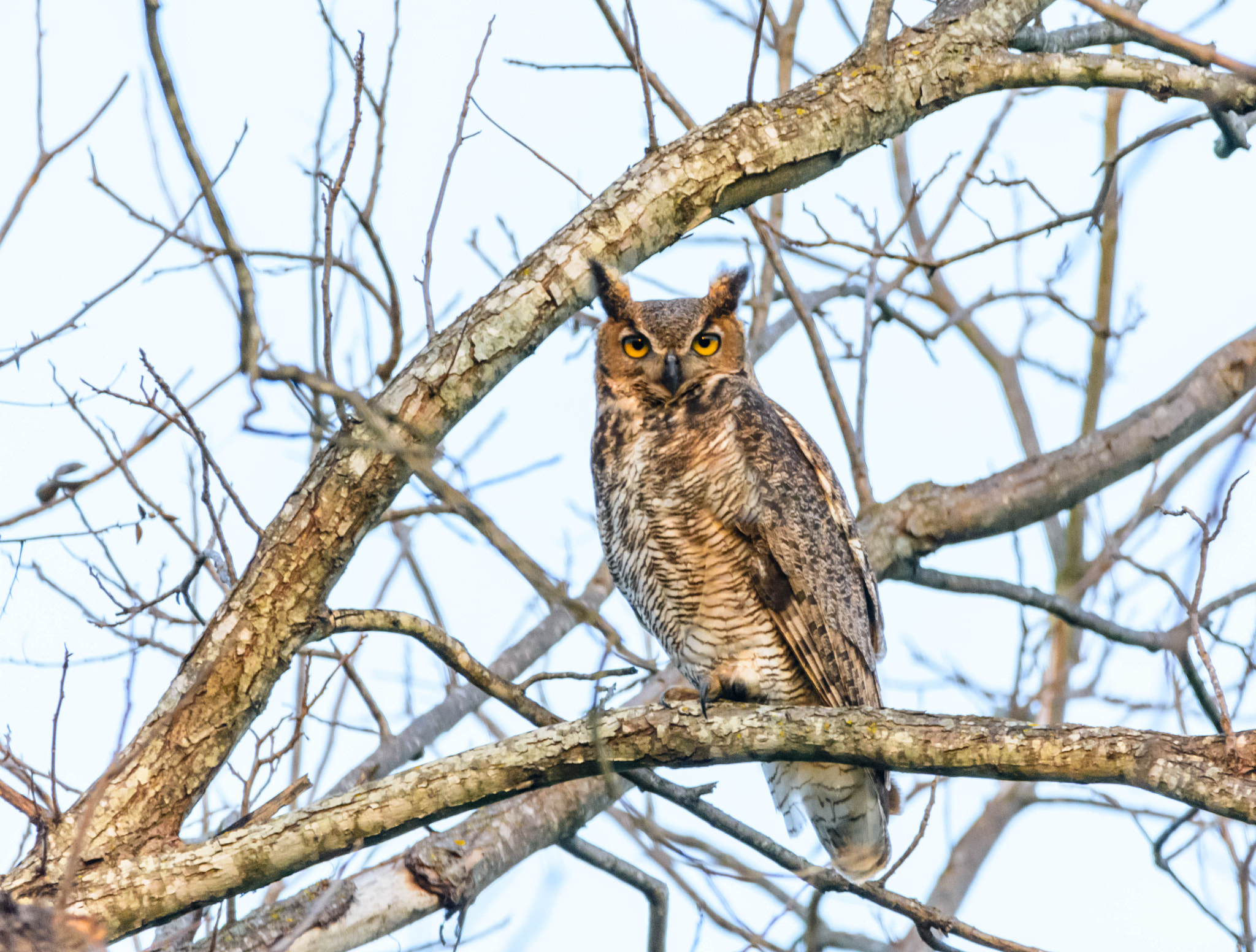 Nikon D7100 + Sigma 150-600mm F5-6.3 DG OS HSM | C sample photo. Great-horned owl photography