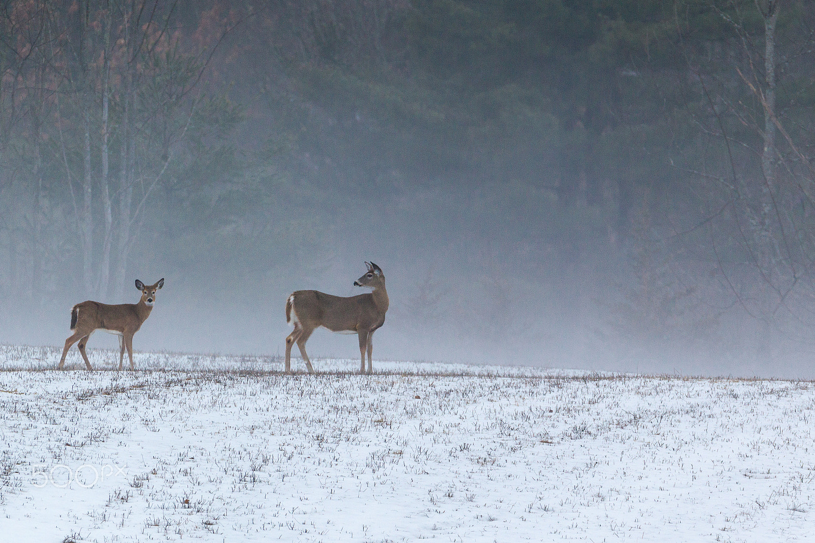 Canon EOS-1D Mark IV + Canon EF 300mm F2.8L IS USM sample photo. Are you coming ? photography