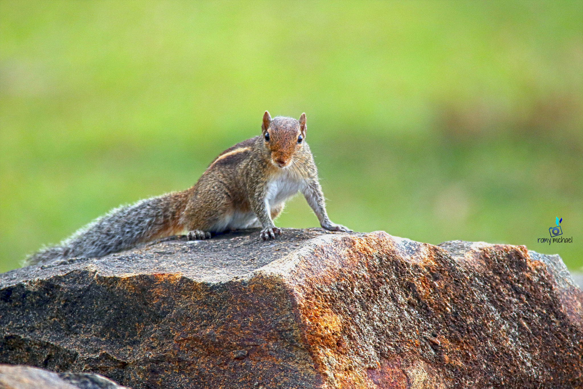 Sigma 150-500mm F5-6.3 DG OS HSM sample photo. Img photography