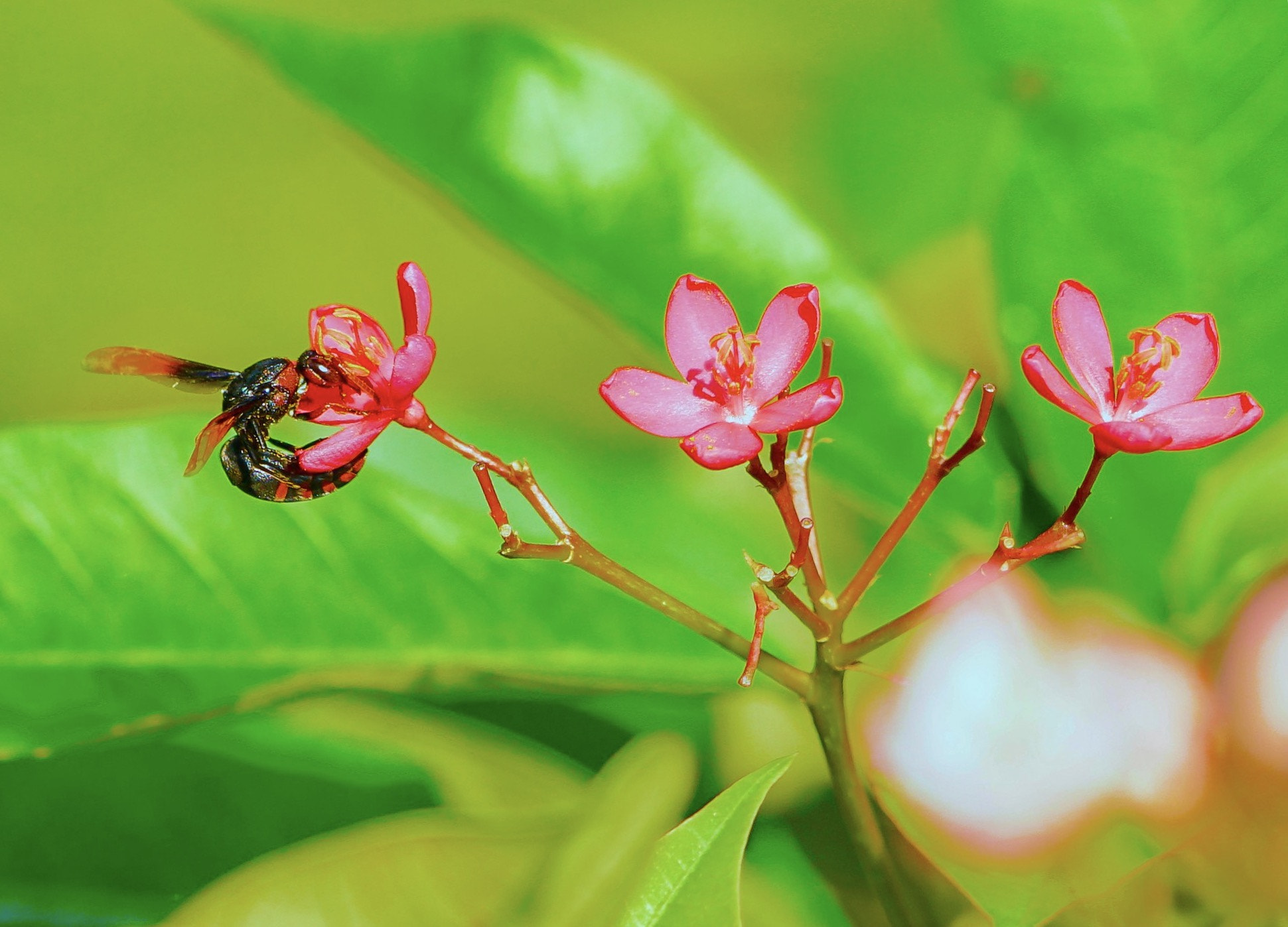 Sony a7R II + Sony FE 90mm F2.8 Macro G OSS sample photo. Red hornet sting photography