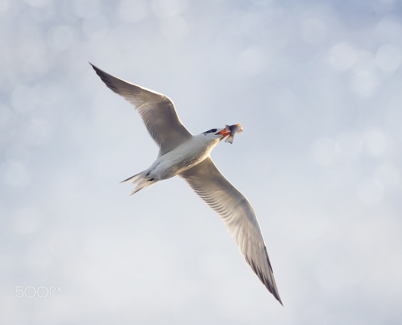 Nikon AF-S Nikkor 300mm F4D ED-IF sample photo. Caspian tern photography