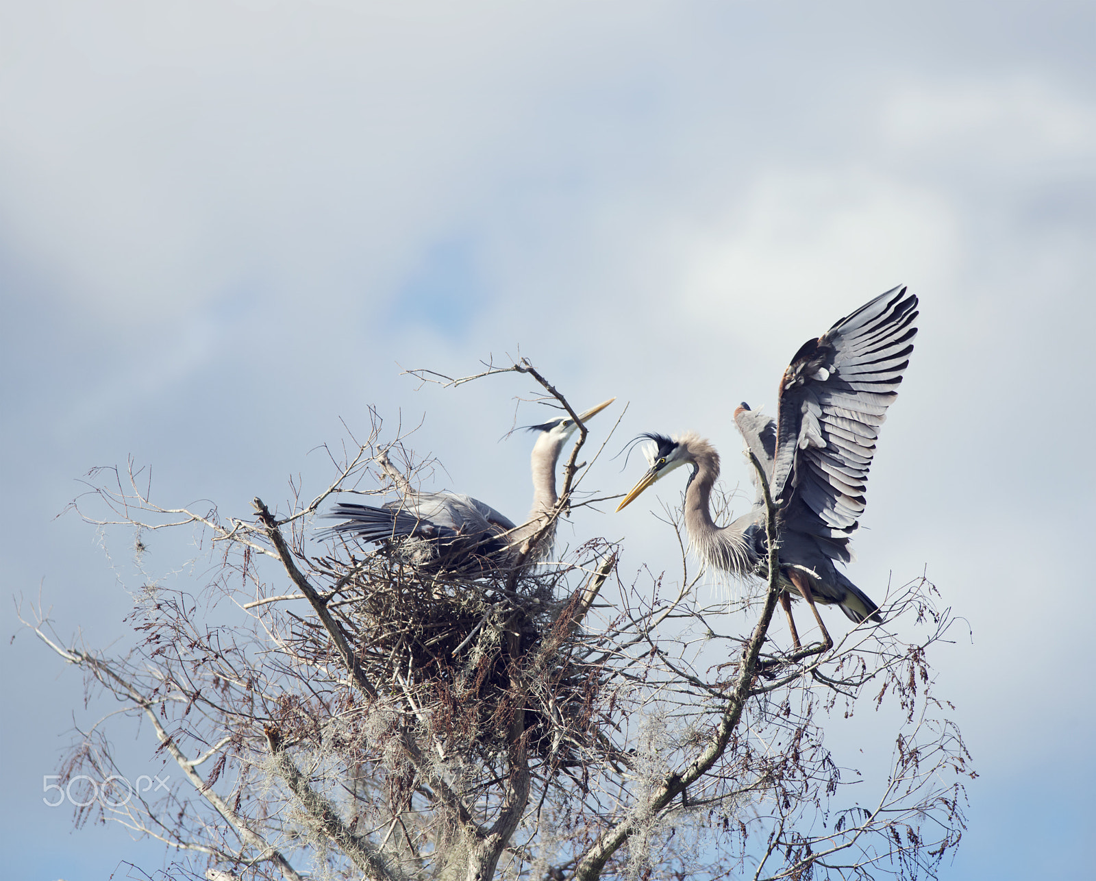 Nikon D800 sample photo. Great blue herons photography