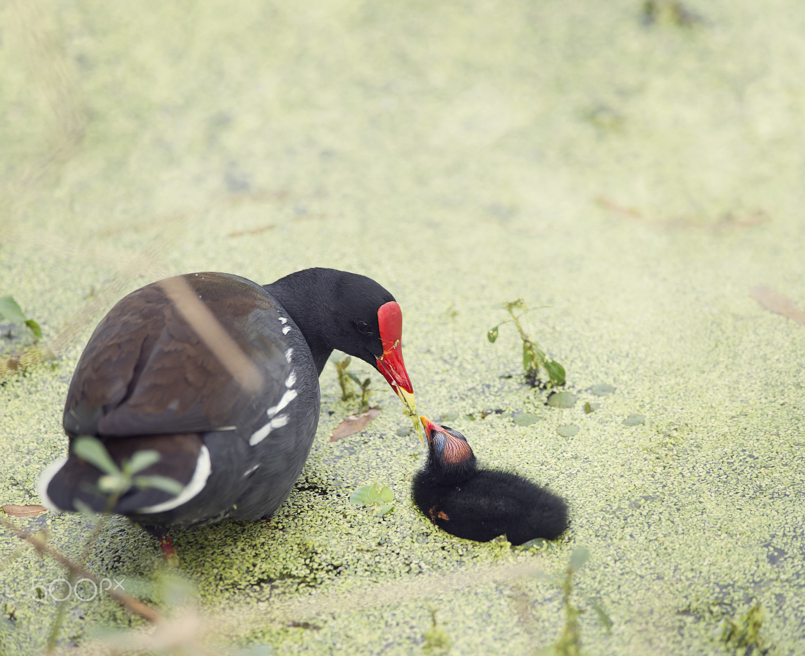 Nikon D800 + Nikon AF-S Nikkor 300mm F4D ED-IF sample photo. Common gallinule with a chick photography
