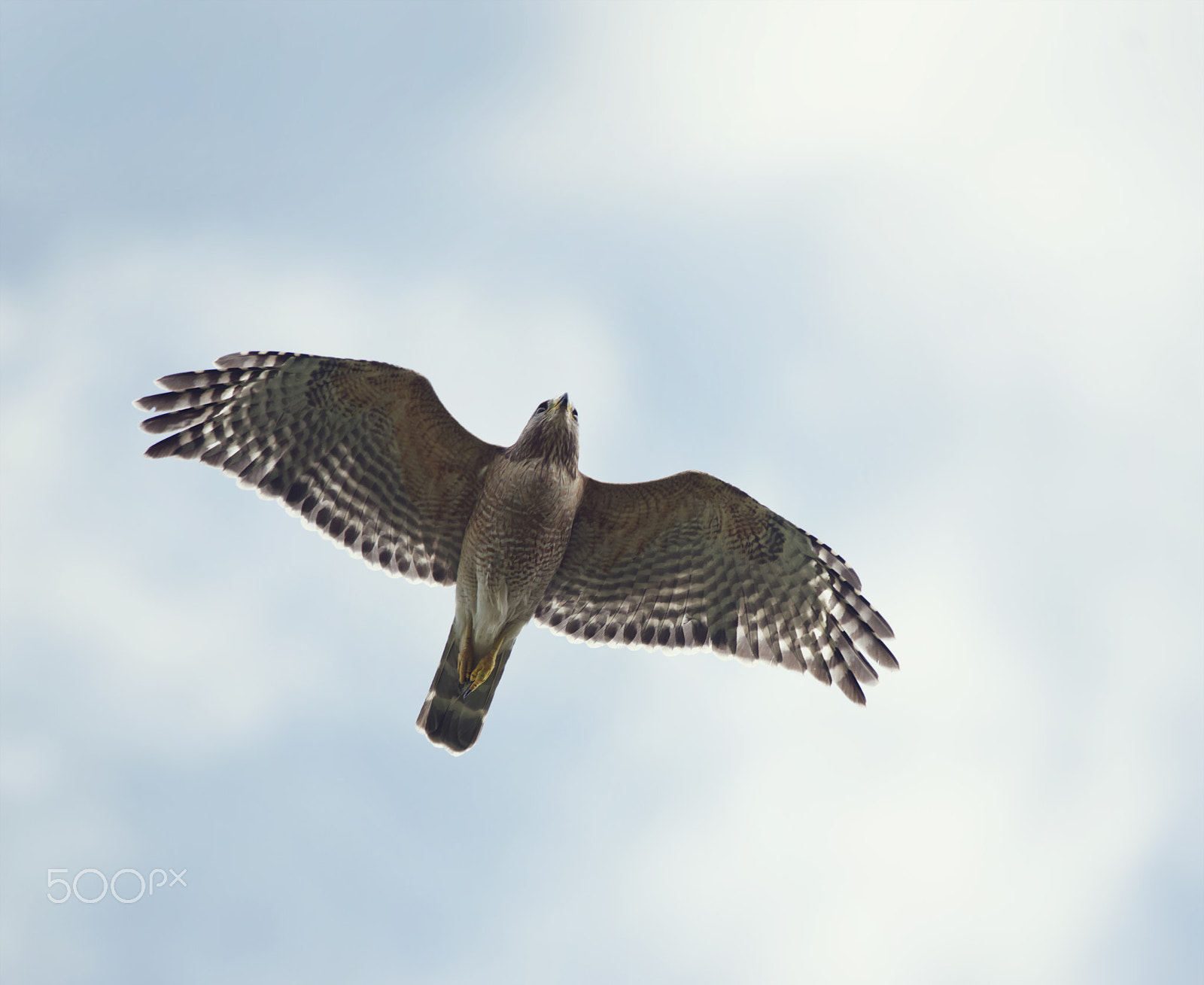Nikon AF-S Nikkor 300mm F4D ED-IF sample photo. Red-shouldered hawk photography