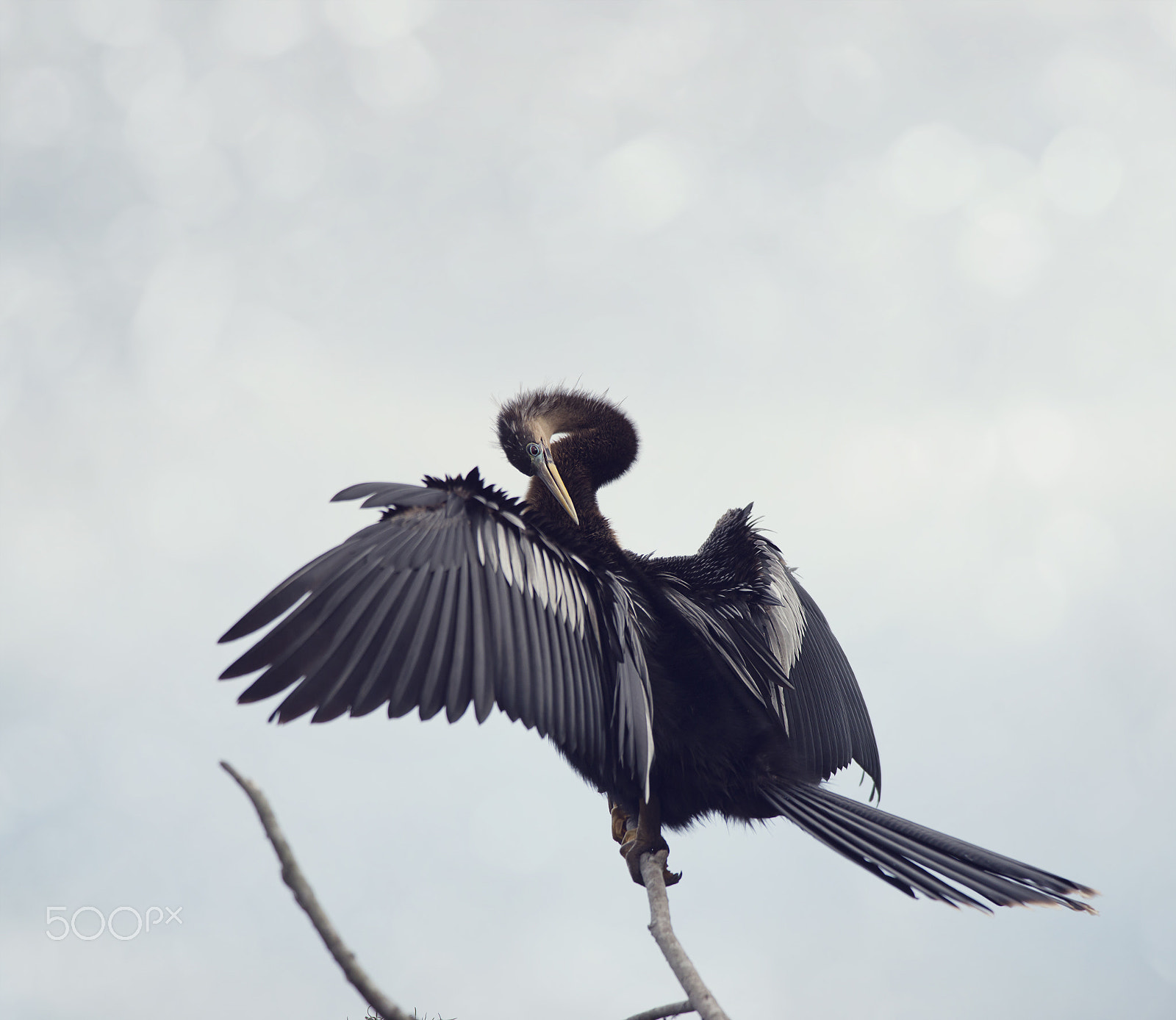 Nikon D800 + Nikon AF-S Nikkor 300mm F4D ED-IF sample photo. Anhinga perching photography