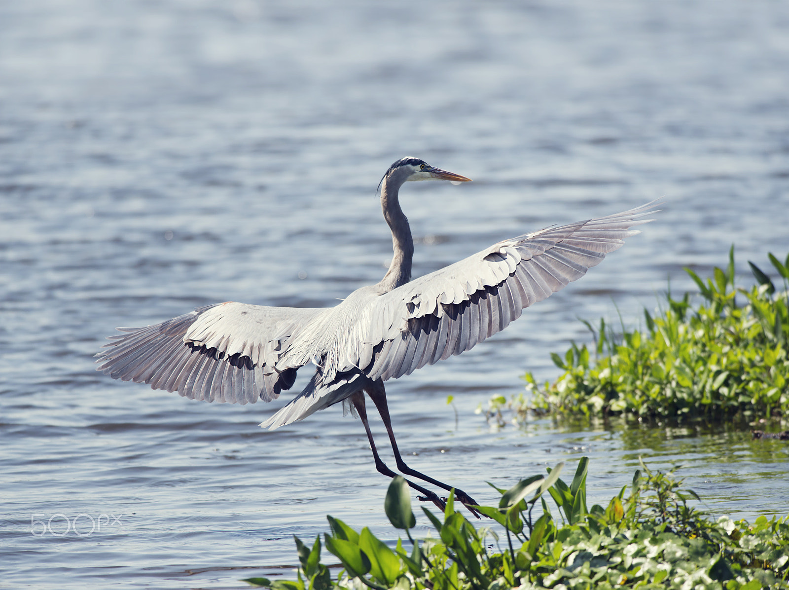 Nikon D800 + Nikon AF-S Nikkor 300mm F4D ED-IF sample photo. Great blue heron landing photography