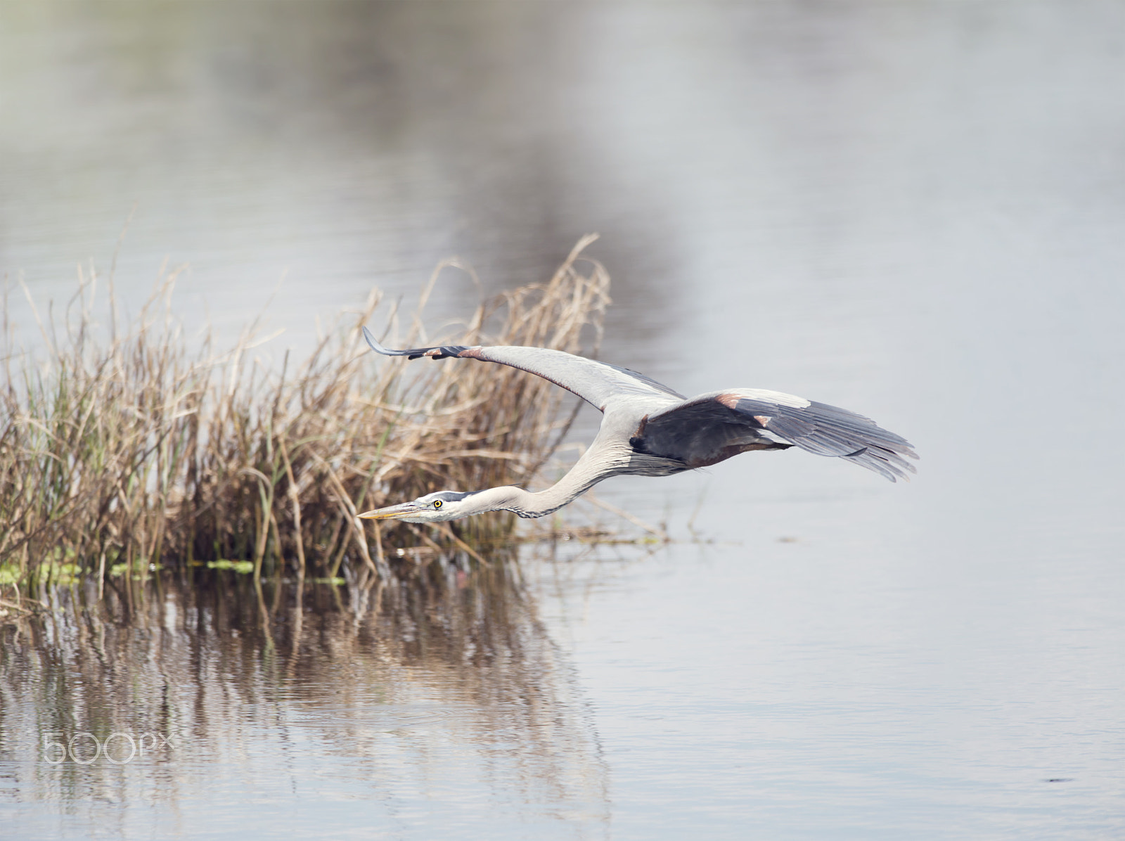 Nikon D800 + Nikon AF-S Nikkor 300mm F4D ED-IF sample photo. Great blue heron photography