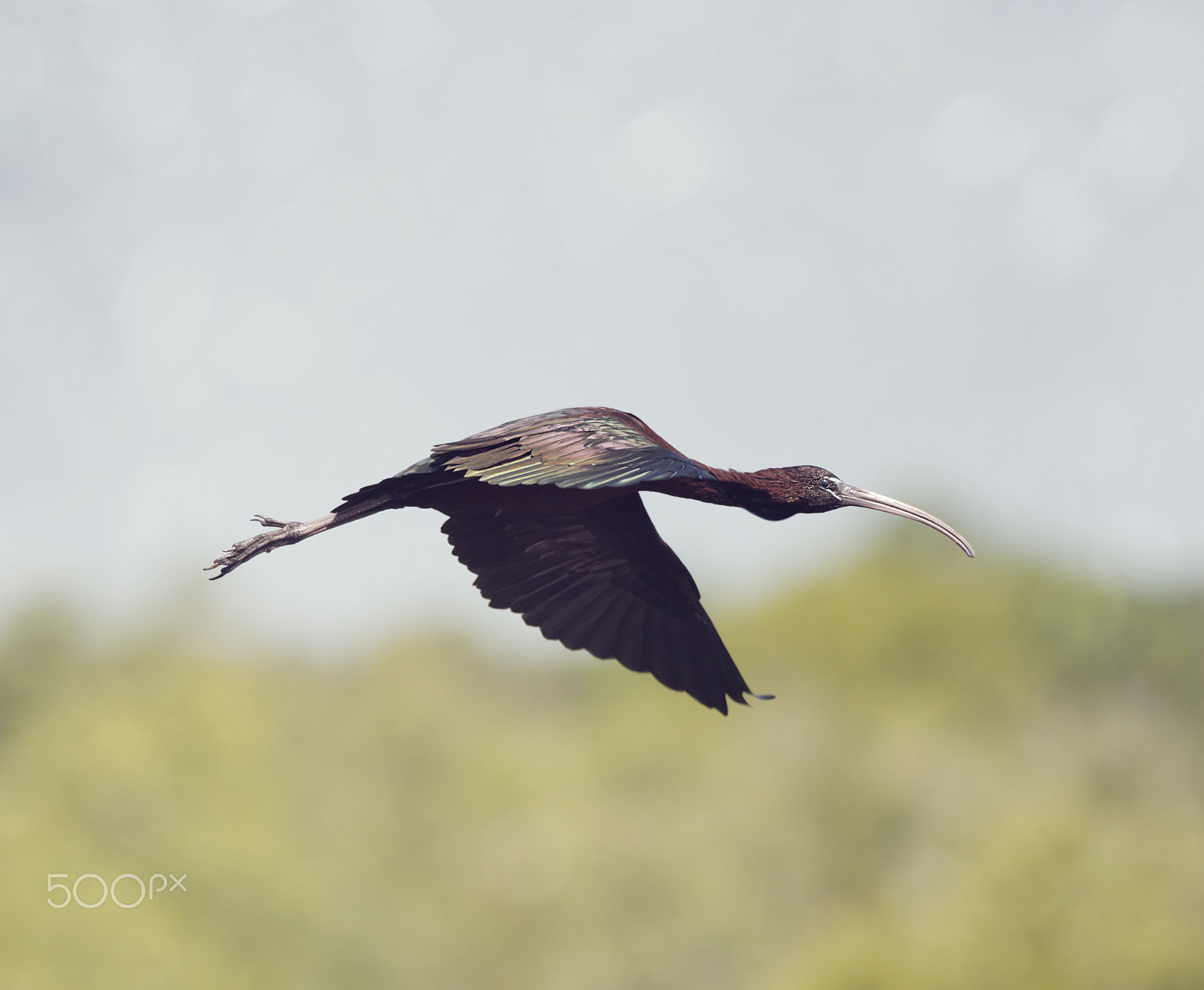 Nikon D800 + Nikon AF-S Nikkor 300mm F4D ED-IF sample photo. Glossy ibis in flight photography