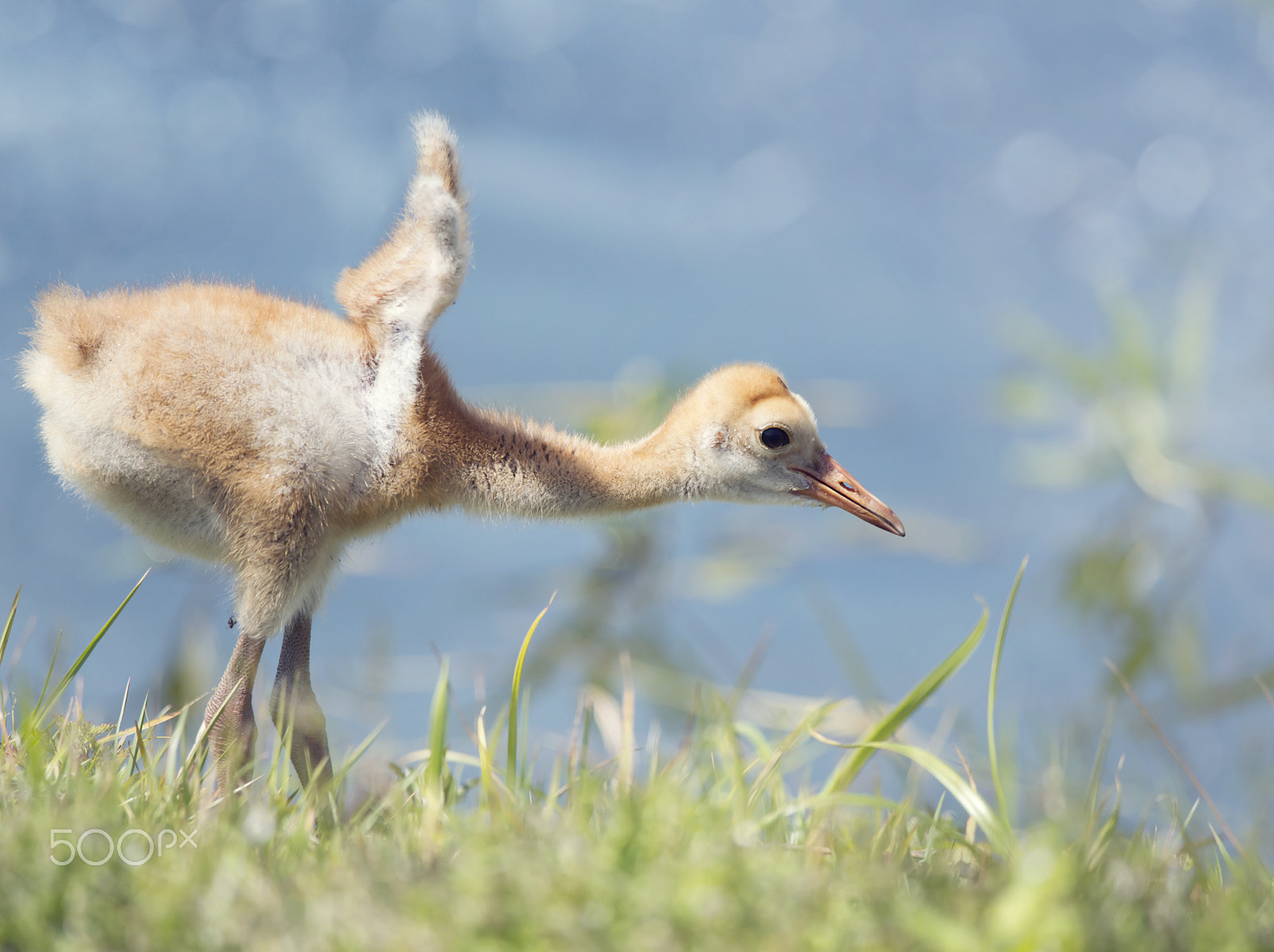 Nikon D800 sample photo. Sandhill crane chick photography