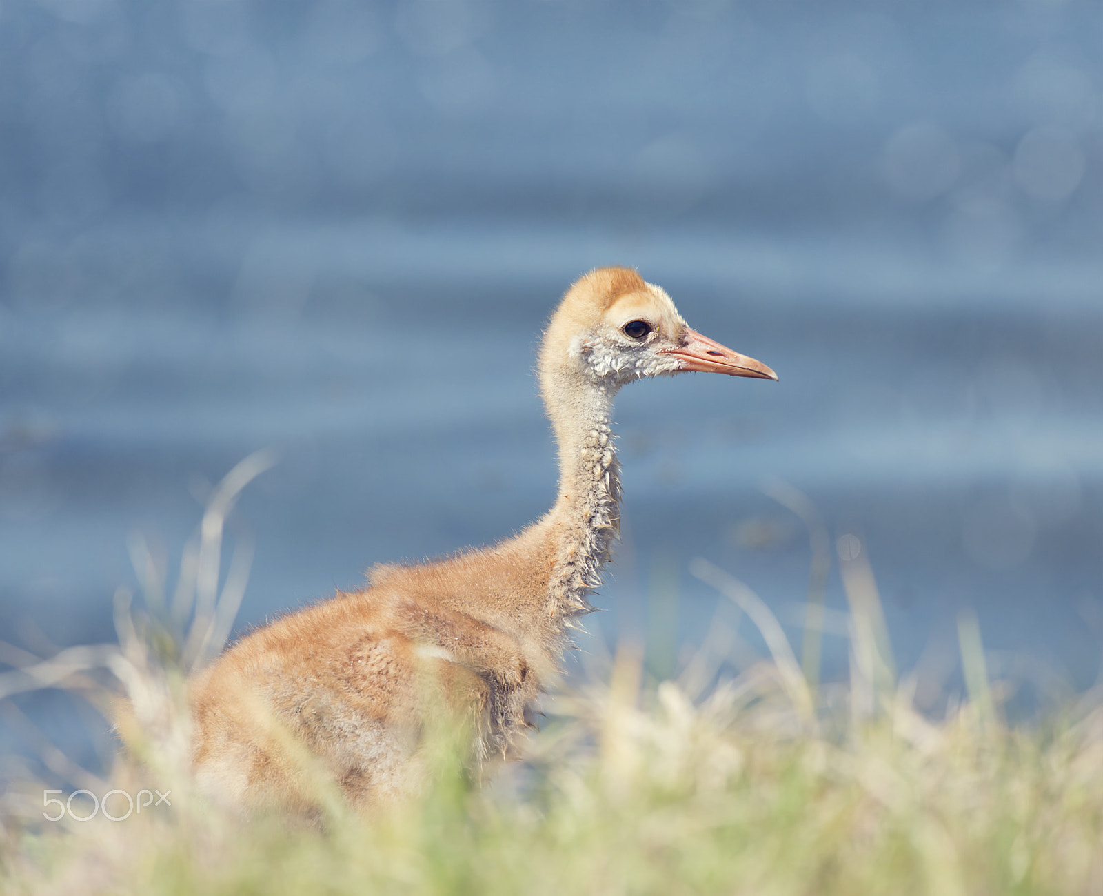 Nikon AF-S Nikkor 300mm F4D ED-IF sample photo. Sandhill crane chick photography