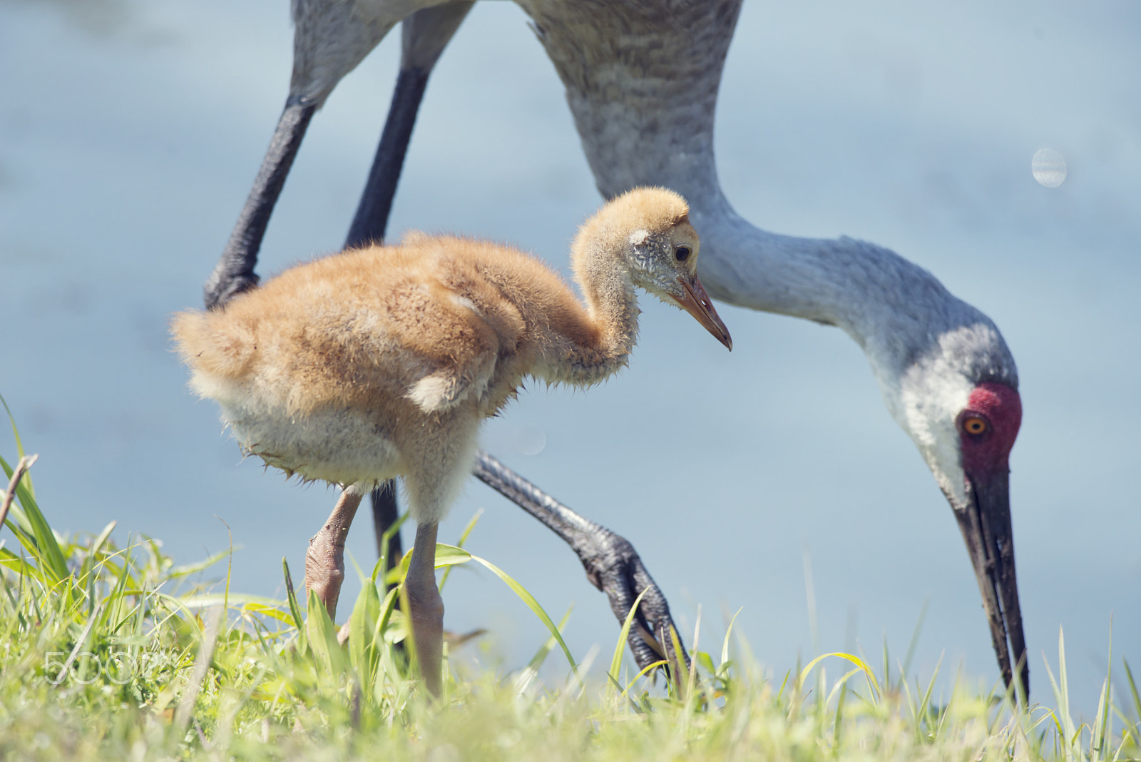 Nikon AF-S Nikkor 300mm F4D ED-IF sample photo. Sandhill crane with its chick photography
