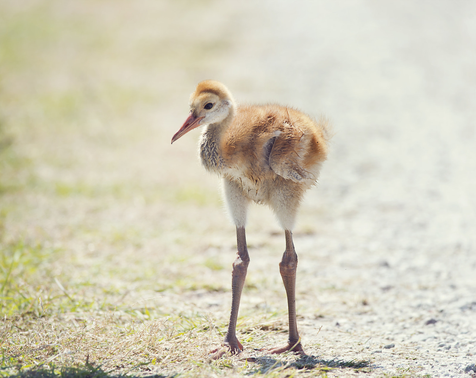 Nikon D800 + Nikon AF-S Nikkor 300mm F4D ED-IF sample photo. Sandhill crane chick photography