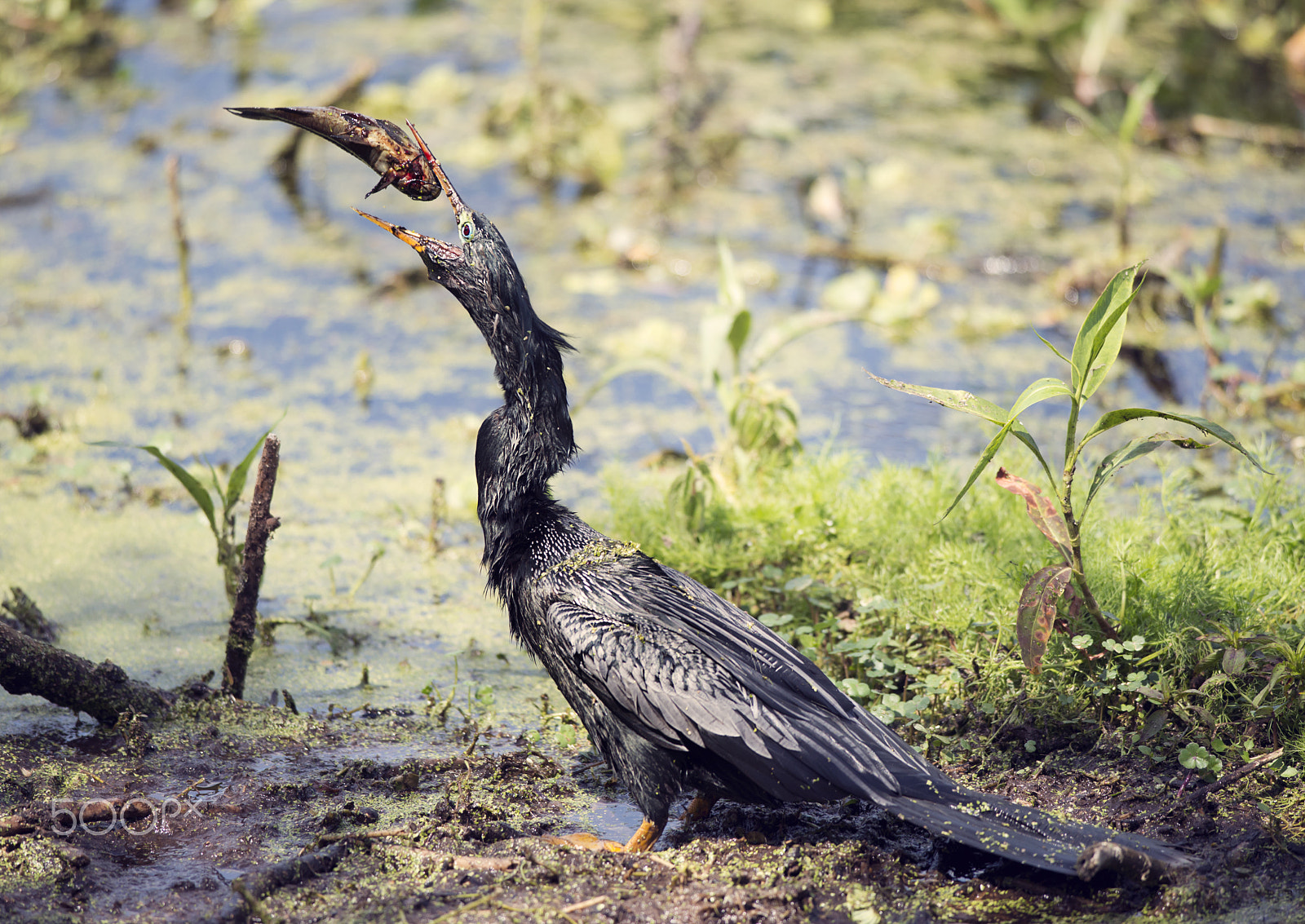 Nikon D800 sample photo. Anhinga downing a fish photography