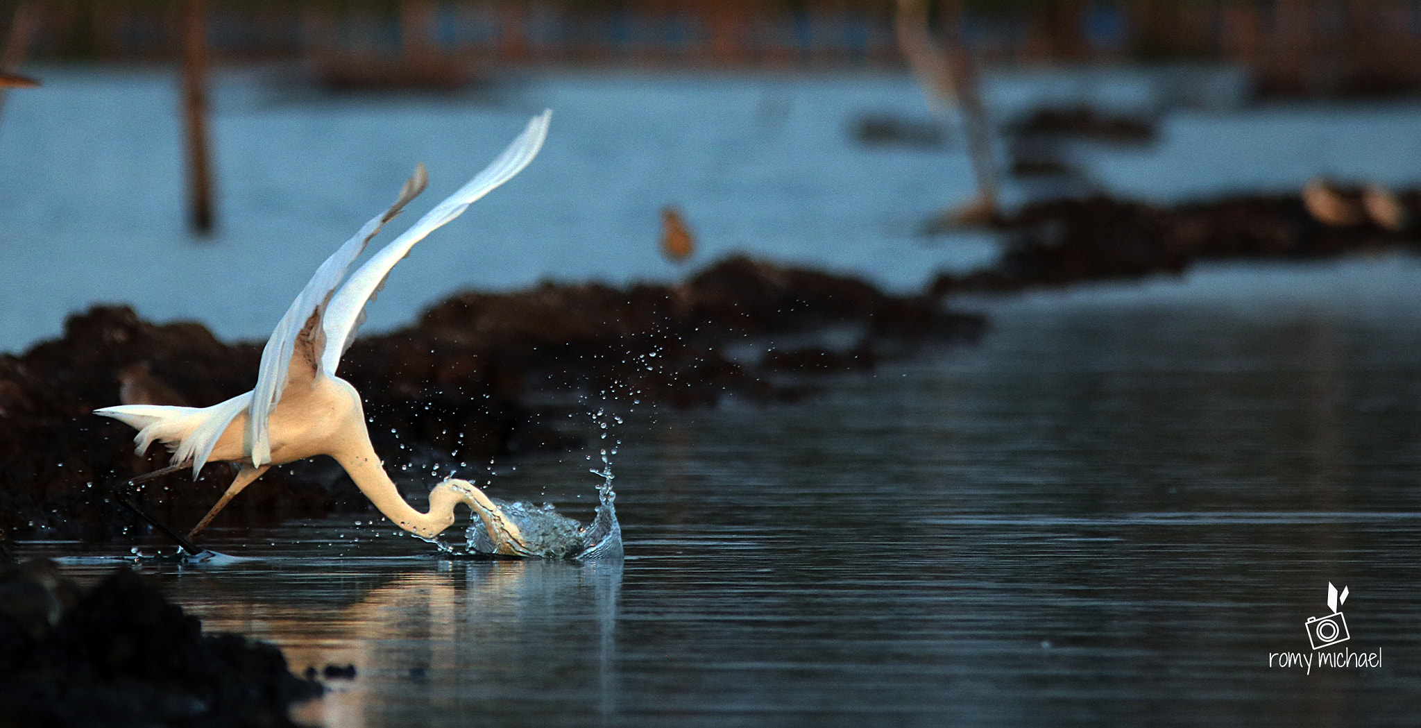 Sigma 150-500mm F5-6.3 DG OS HSM sample photo. Hiding photography