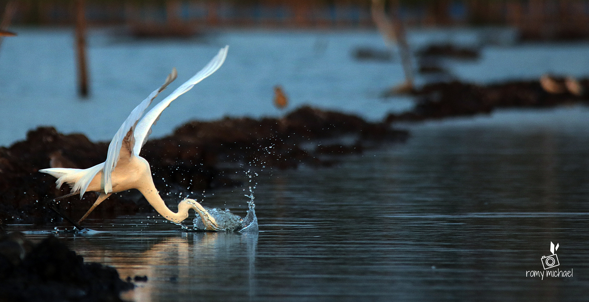 Canon EOS 80D + Sigma 150-500mm F5-6.3 DG OS HSM sample photo. Hiding photography