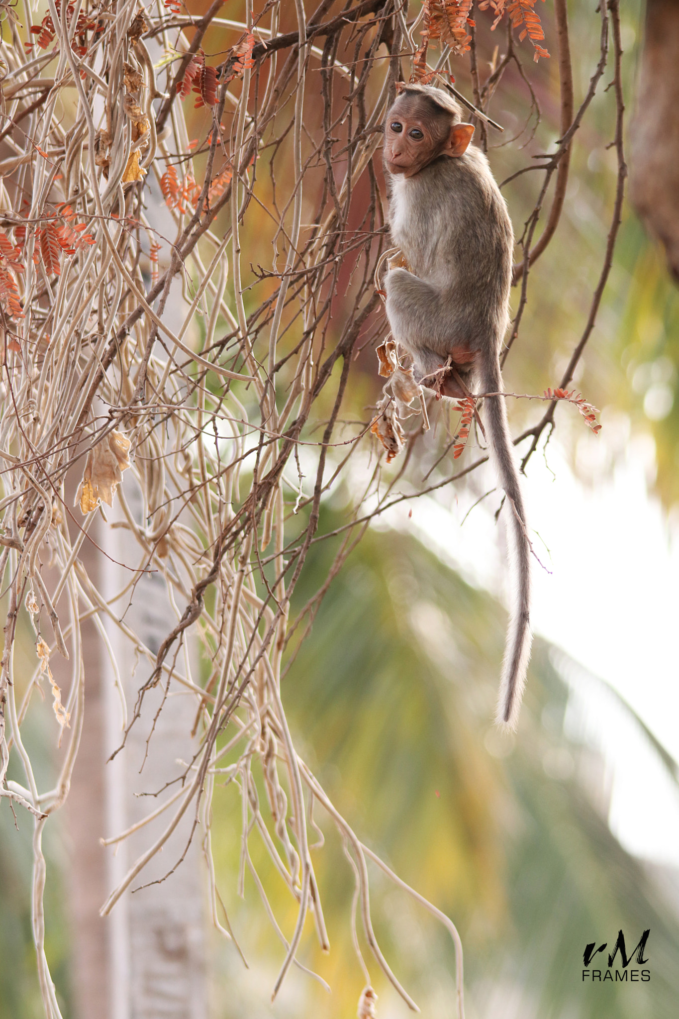 Sigma 150-500mm F5-6.3 DG OS HSM sample photo. Img photography