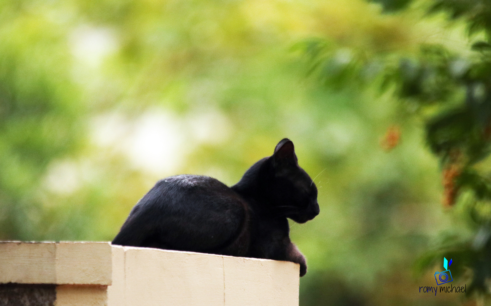 Sigma 150-500mm F5-6.3 DG OS HSM sample photo. Morning lights photography