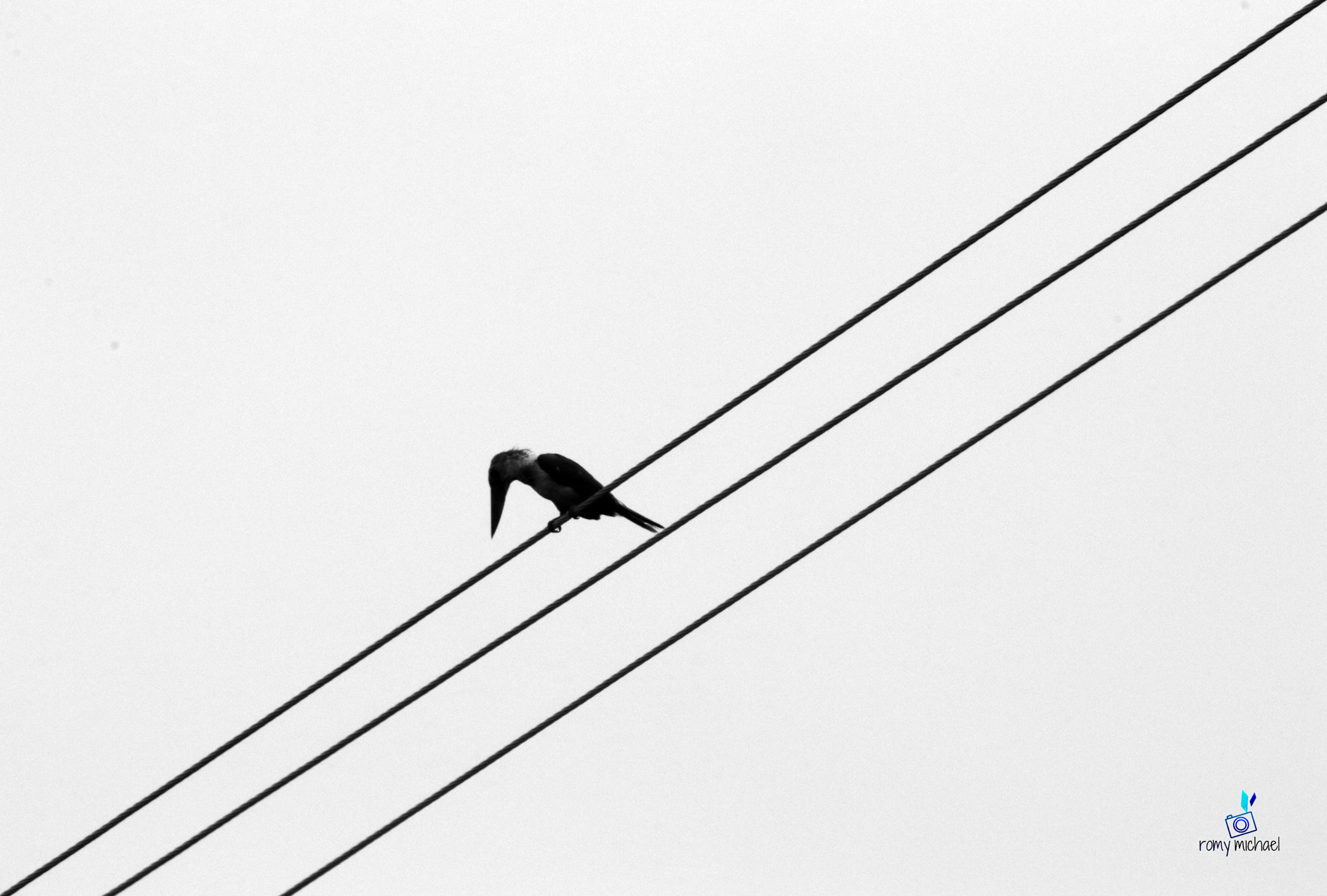 Sigma 150-500mm F5-6.3 DG OS HSM sample photo. Birds photography