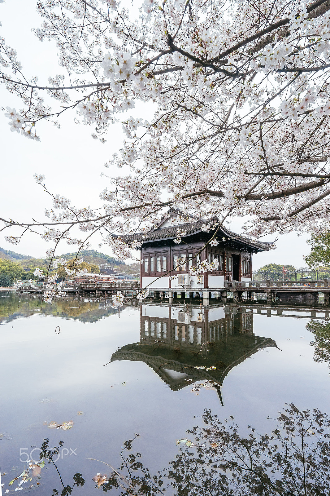 Sony a7 + Sony Vario-Tessar T* FE 16-35mm F4 ZA OSS sample photo. Westlake cherry blossom photography