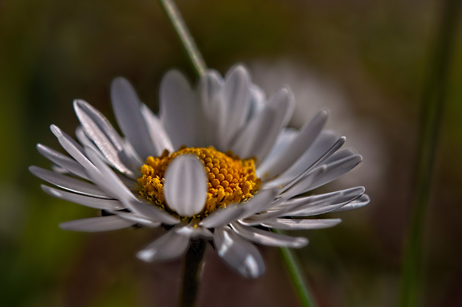 Nikon AF-S Micro-Nikkor 60mm F2.8G ED sample photo. х photography