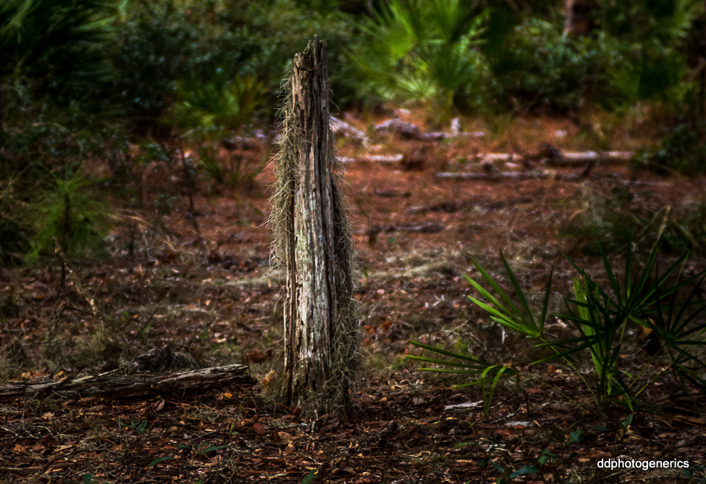Olympus OM-D E-M10 II sample photo. Still standing... photography