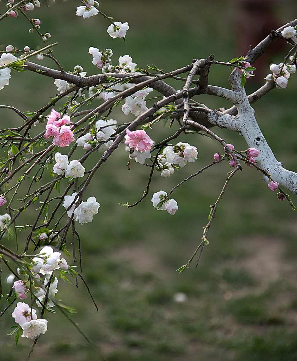 Nikon D800E sample photo. Peach blossom photography