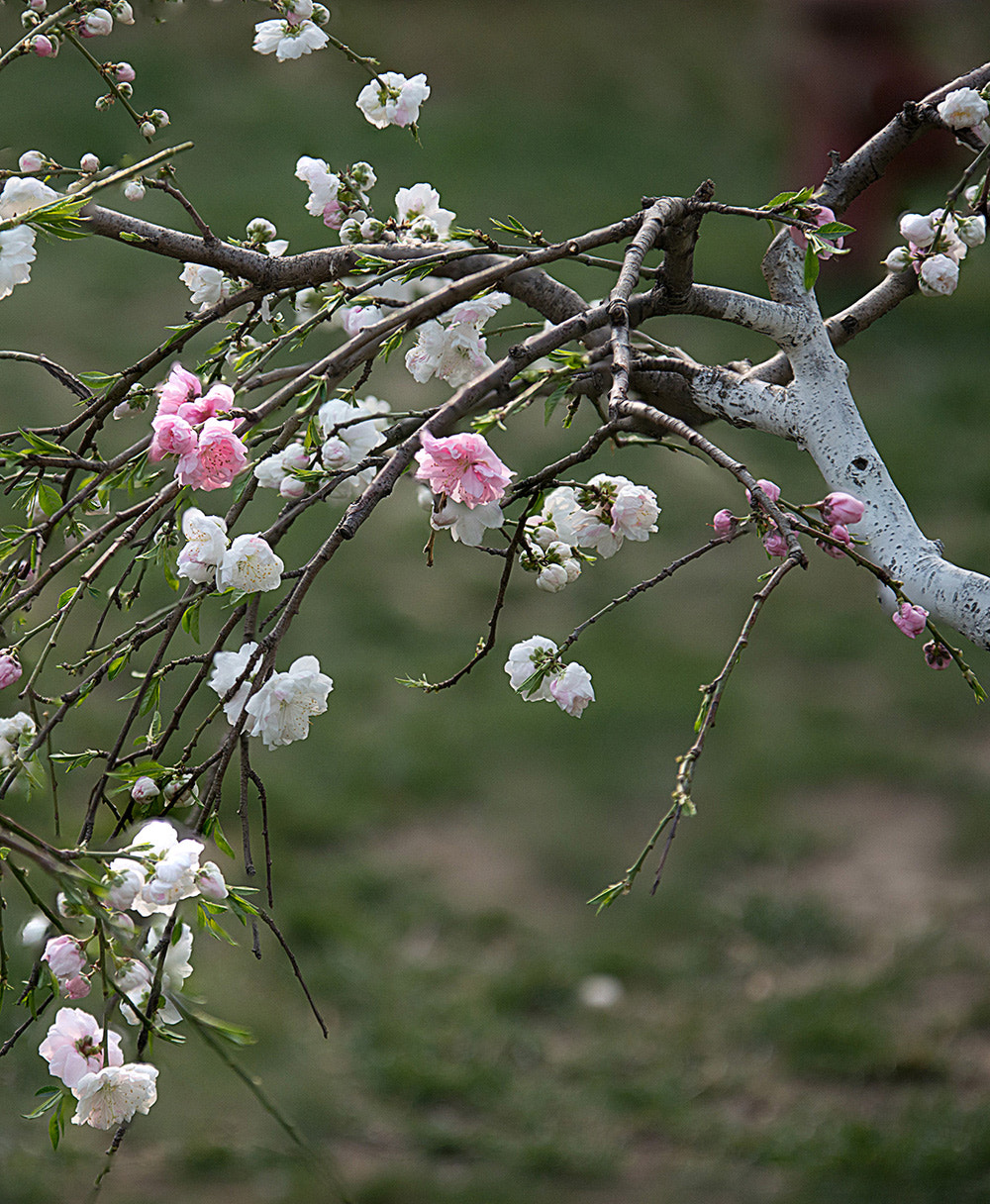 Sigma 70-200mm F2.8 EX DG OS HSM sample photo. Peach blossom photography