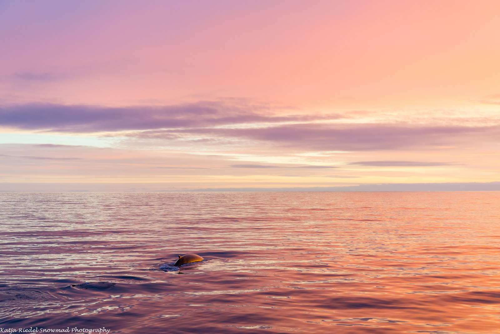 Nikon D600 sample photo. Whale at sunrise, antarctica photography