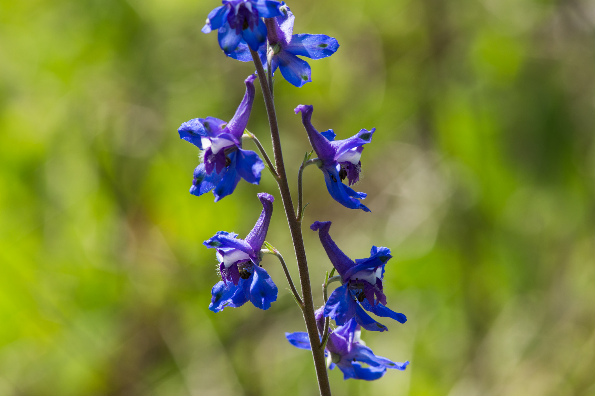 Canon EF 300mm F4L IS USM sample photo. Prairie blooms photography