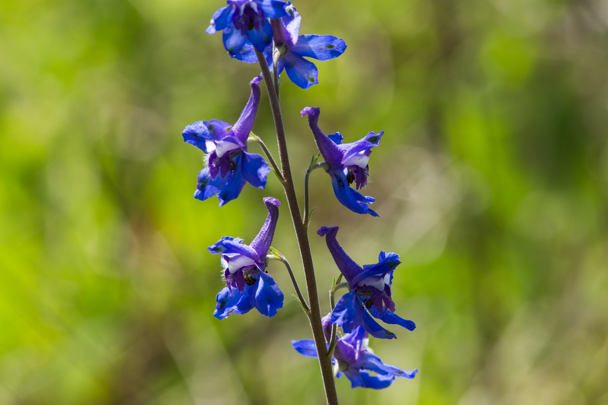 Canon EOS 6D sample photo. Prairie blooms photography