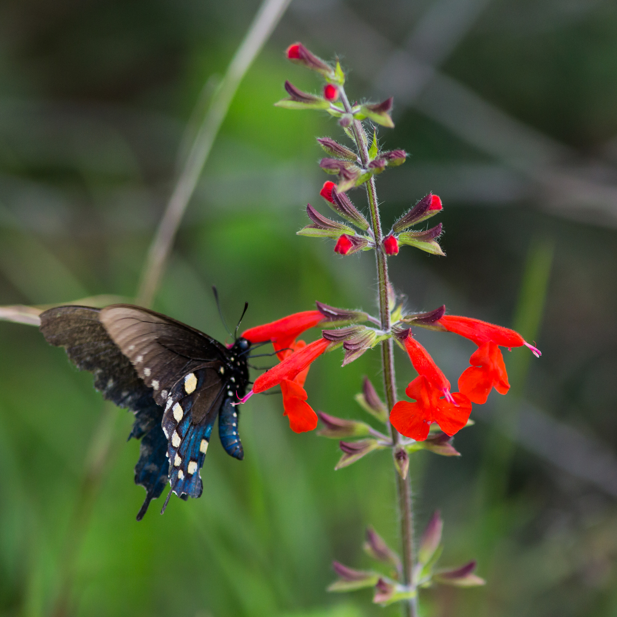 Canon EF 300mm F4L IS USM sample photo. Swallowtail sip photography
