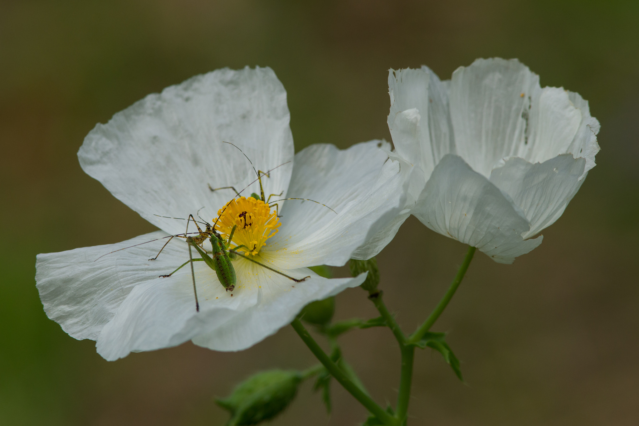 Canon EF 300mm F4L IS USM sample photo. Prickly poppy and friends photography