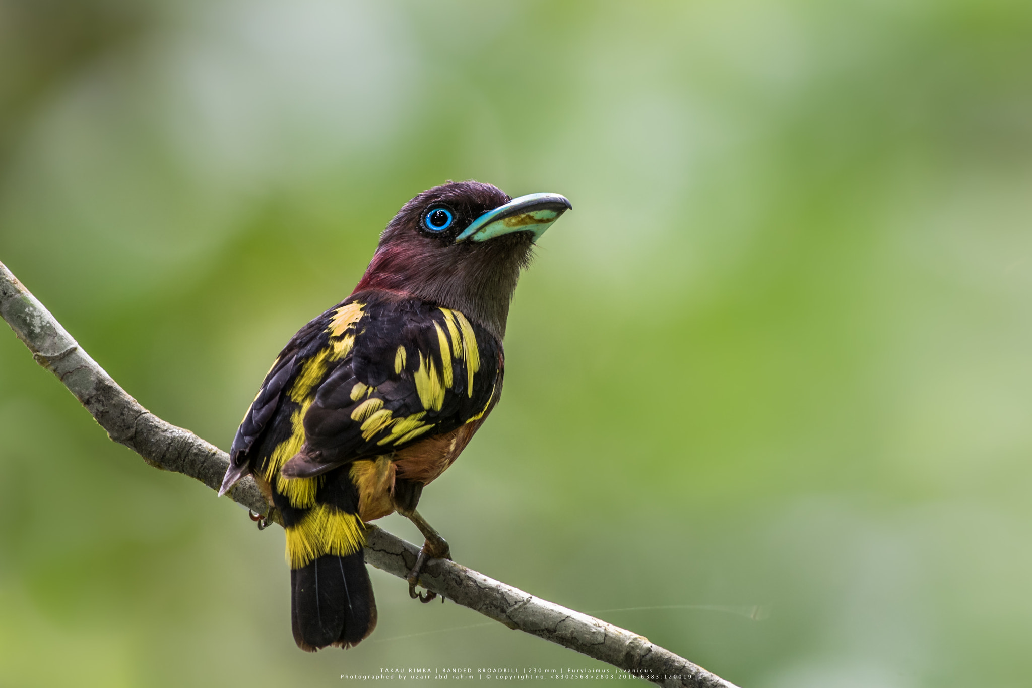 Nikon D810 + Nikon AF-S Nikkor 300mm F2.8G ED VR II sample photo. Banded broadbill photography