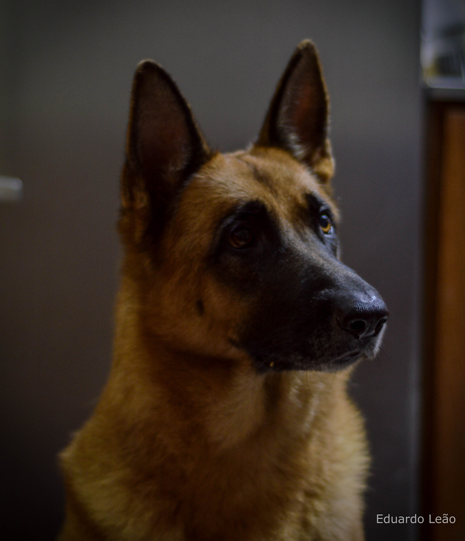 Nikon D3200 + Nikon AF Nikkor 50mm F1.8D sample photo. My dog <3 photography