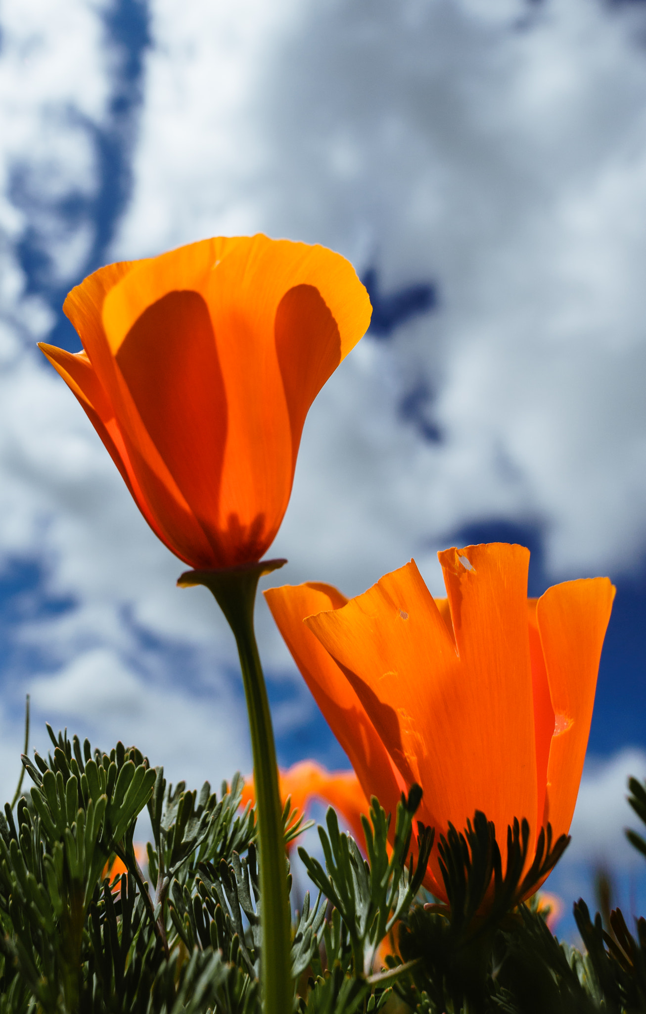 ZEISS Touit 12mm F2.8 sample photo. Looking into the clouds photography