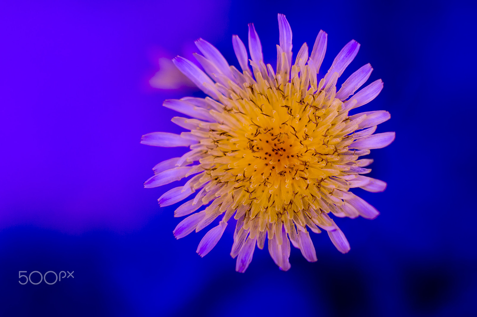 Sony SLT-A57 sample photo. Flower photography