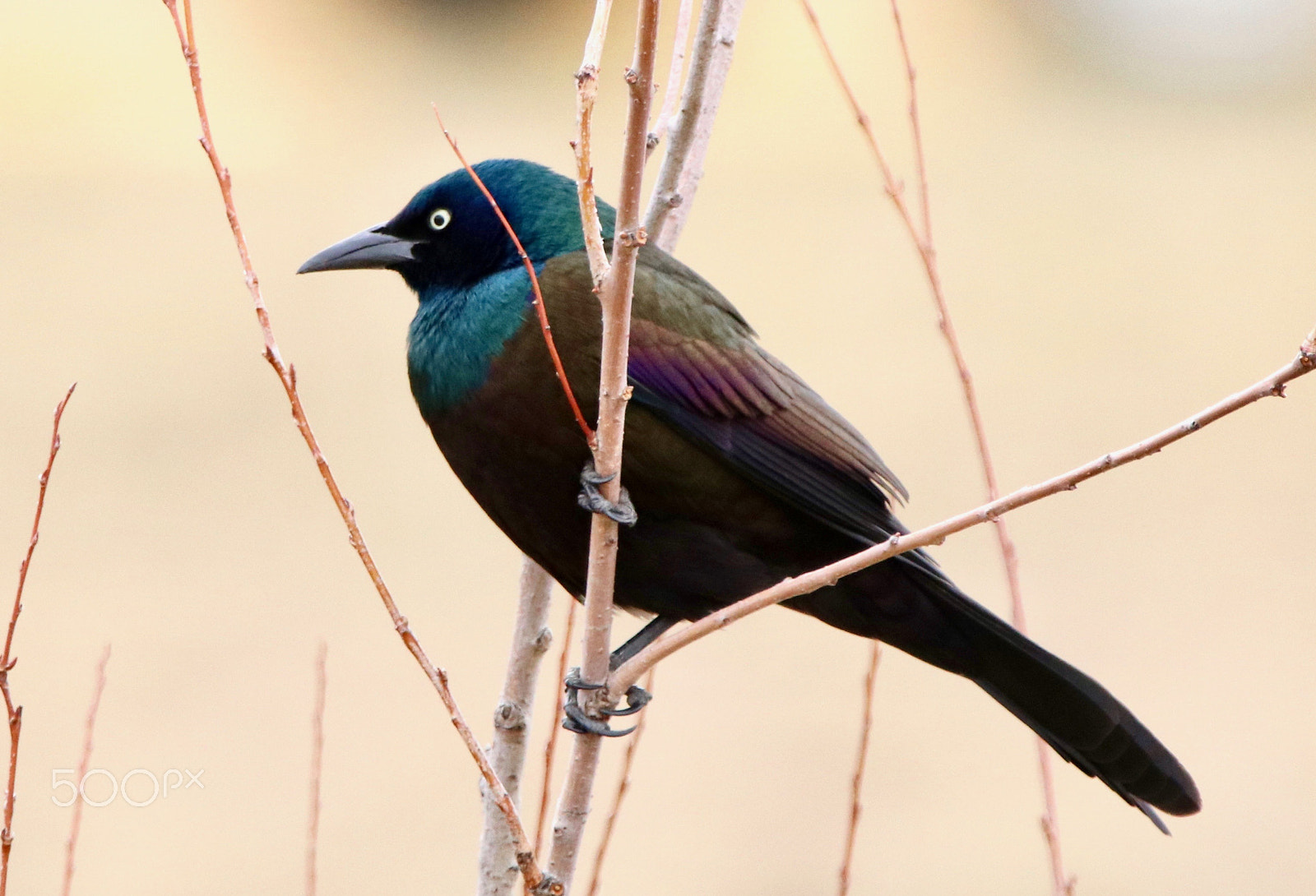 Sigma 150mm f/2.8 EX DG OS HSM APO Macro sample photo. Common grackle photography