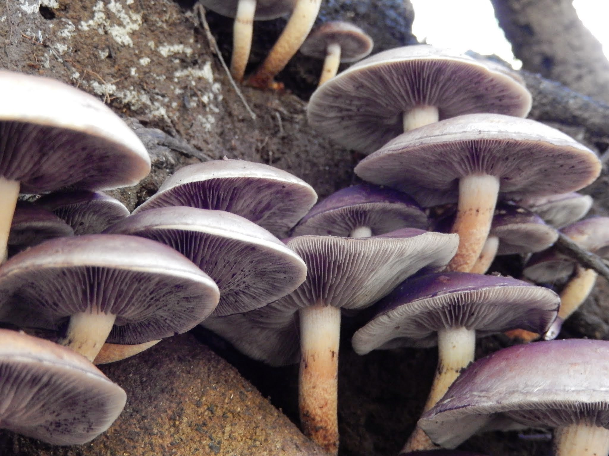 Nikon COOLPIX S9400 sample photo. Purple mushrooms photography