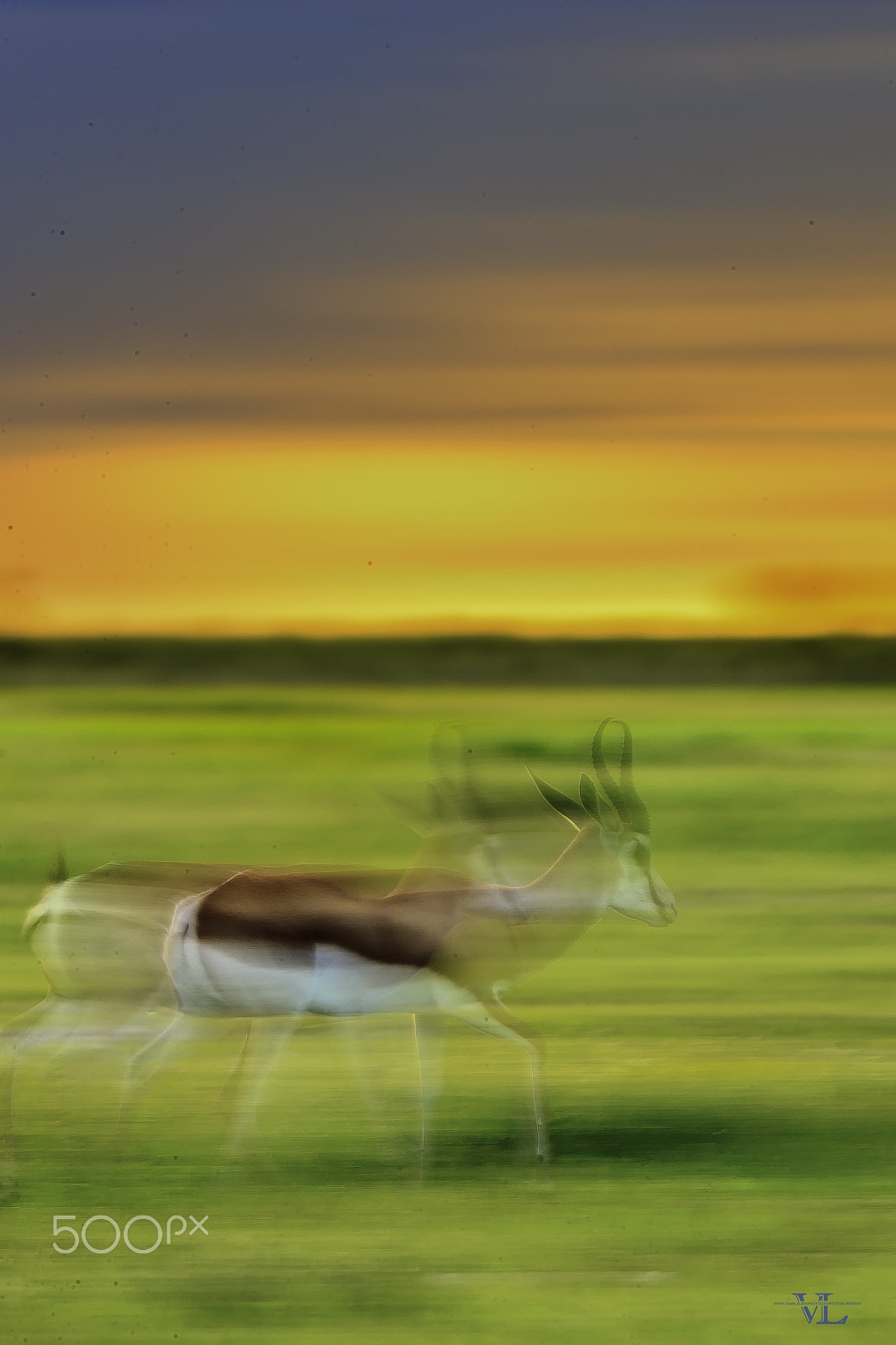 Canon EF 600mm F4L IS II USM sample photo. Springbok photography