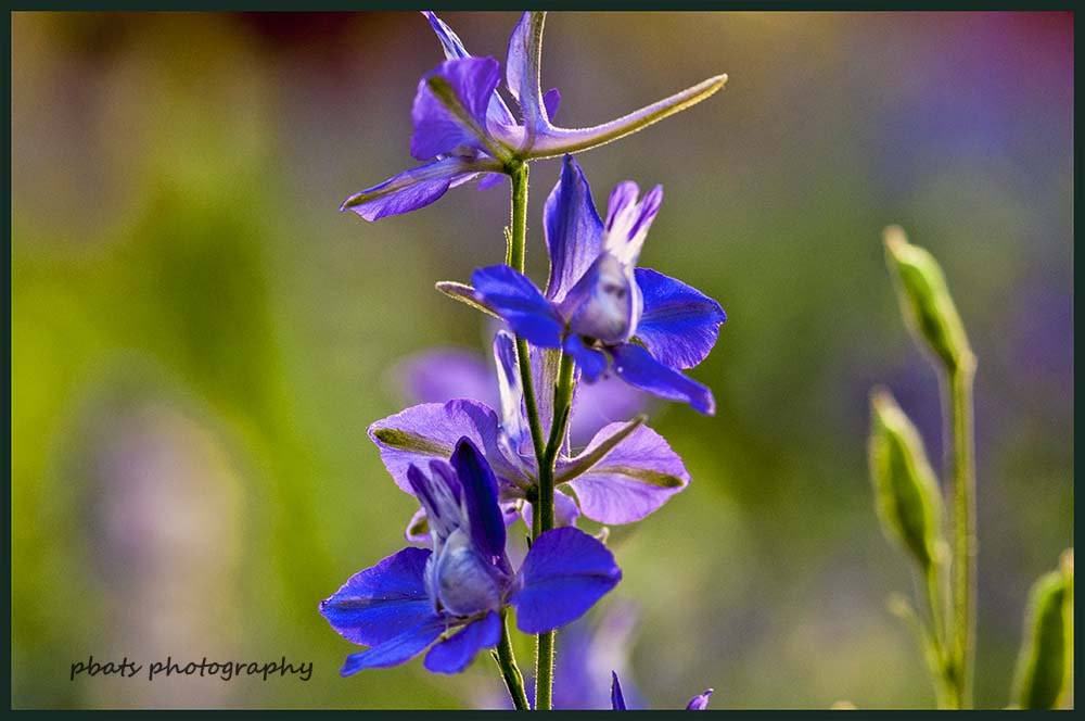 Nikon AF-S Micro-Nikkor 105mm F2.8G IF-ED VR sample photo. I am photography
