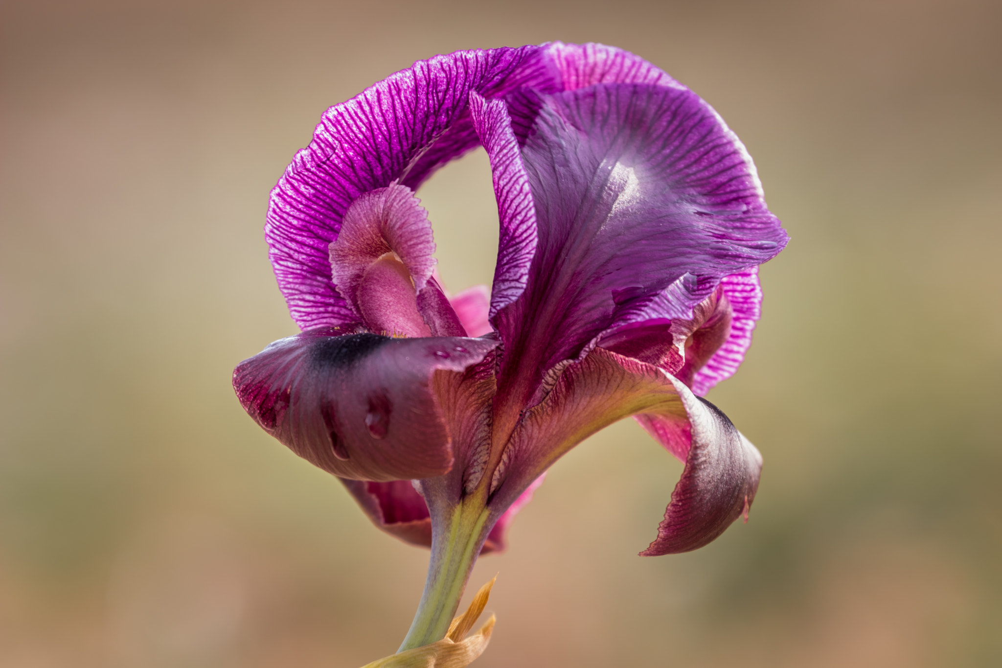 Canon EF 70-300mm F4-5.6L IS USM sample photo. Iris flowers photography