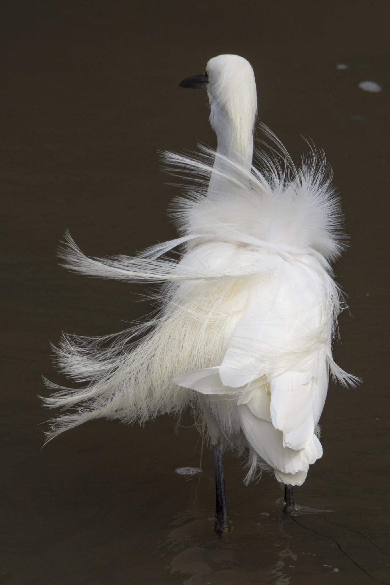 Nikon D7100 sample photo. Plumage in the breeze photography
