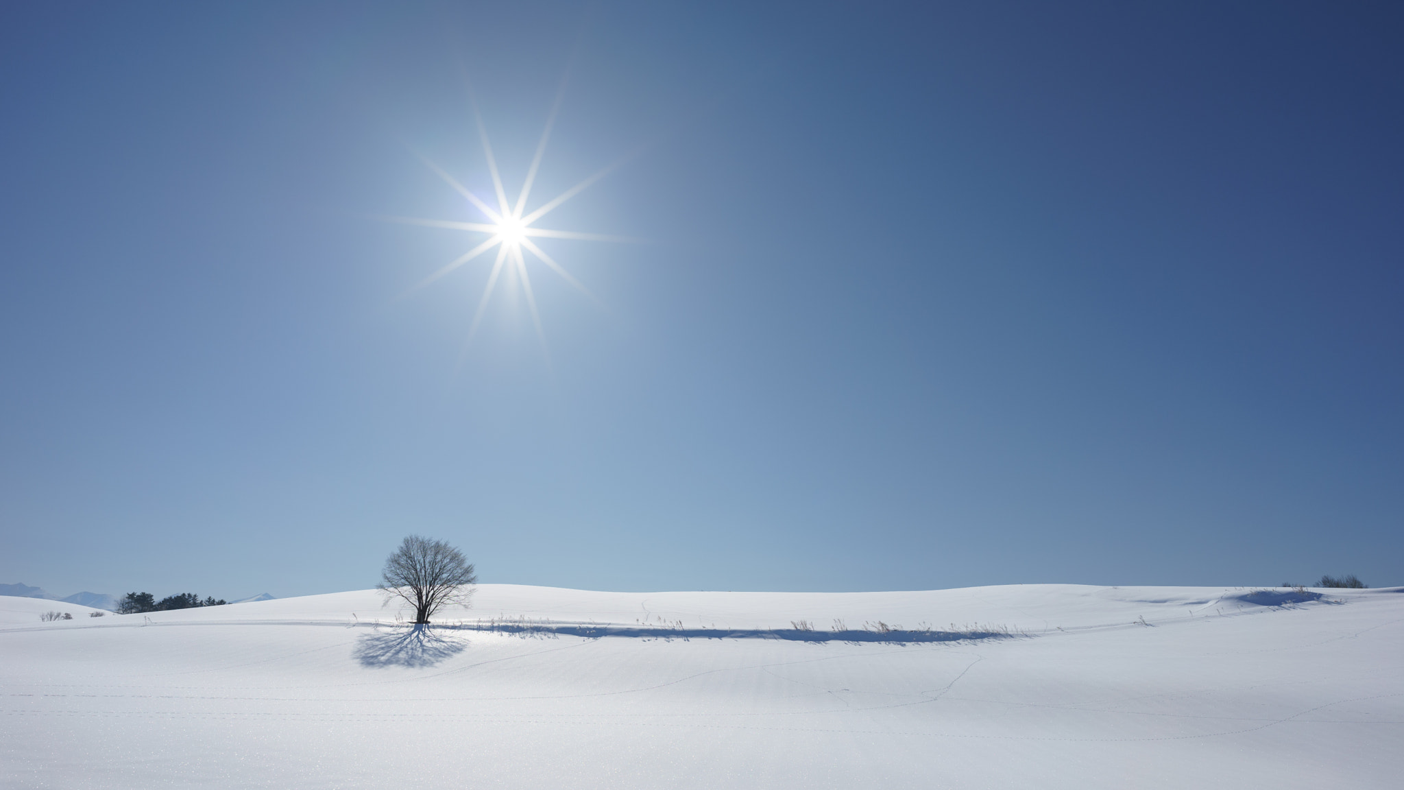 Sony a7 II sample photo. A tree look forward to come spring photography