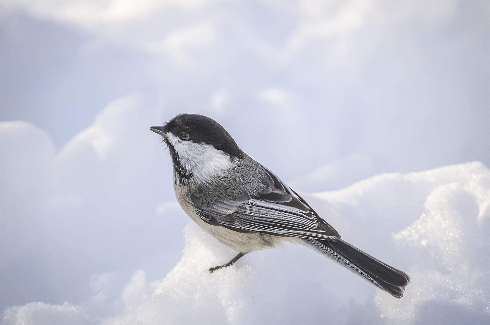 Nikon D7000 sample photo. ‎black-capped chickadee on the snow.. photography